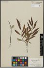 Foto von Salix acutifolia Willd.